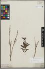 Foto von Salix repens subsp. incubacea (L.) A. Neumann